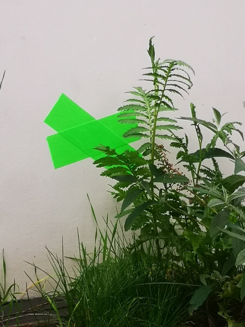 Groene absumo op witte betonnen muur, gras en onkruid op de voorgrond.